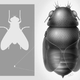Illustration for article titled The world’s smallest fly probably decapitates really tiny ants